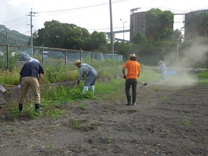 冬野菜の場所の草抜きをしている写真2（8月29日）