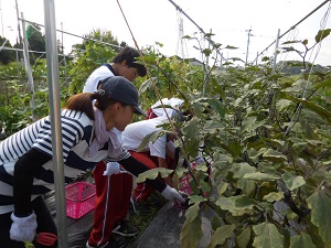 職場体験の中学生と収穫している写真（8月29日）