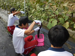 職場体験の中学生と収穫している写真2（8月29日）