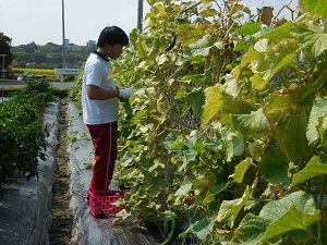 職場体験の中学生と収穫している写真3（8月29日）