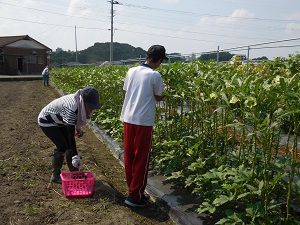 職場体験の中学生と収穫している写真4（8月29日）