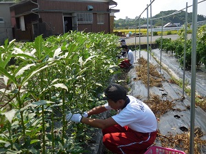 職場体験の中学生と収穫している写真5（8月29日）