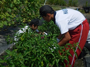 職場体験の中学生と収穫している写真6（8月29日）