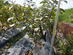 ナスの写真（9月5日）