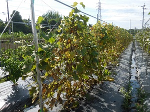 キュウリの写真（9月5日）