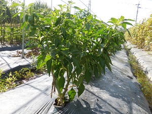 ピーマンの写真（9月5日）