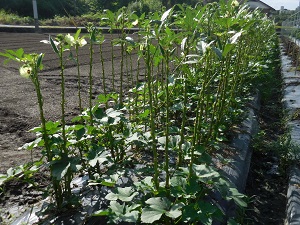 オクラの写真（9月5日）