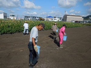 肥料を撒いている写真（9月5日）