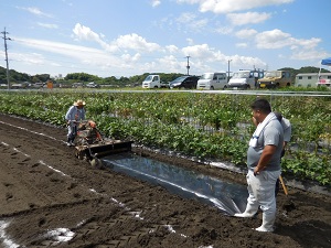 機械で畝上げとマルチ張りをしている写真（9月5日）