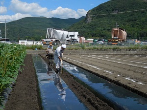 機械で畝上げとマルチ張りをしている写真2（9月5日）