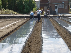 機械で畝上げとマルチ張りをしている写真4（9月5日）
