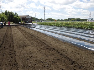畝とマルチ張りが完了した写真（9月5日）