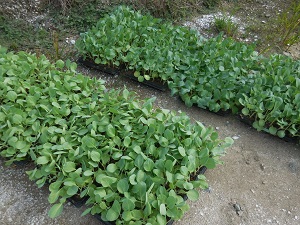 苗の写真（9月12日）