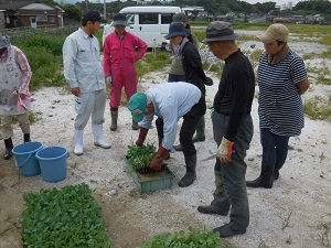 苗を消毒薬につけている写真（9月12日）
