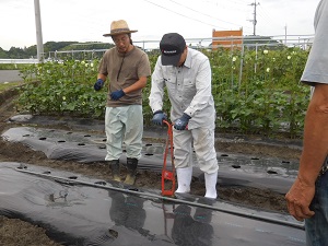 マルチシートにあなを開けている写真（9月12日）