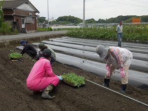 ブロッコリーの苗を植えている写真（9月12日）