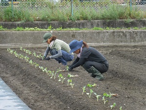 ブロッコリーの苗を植えている写真2（9月12日）
