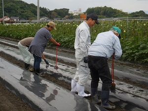 マルチシートに穴をあけている写真2（9月12日）