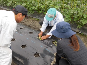 白菜の苗の植え方を習っている写真（9月12日）