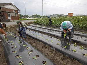 白菜の苗を植えている写真（9月12日）