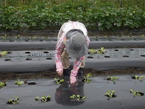 白菜の苗を植えている写真3（9月12日）