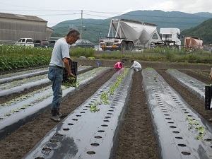 白菜の苗を植えている写真4（9月12日）