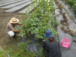 オクラを剪定して収穫している写真（9月12日）