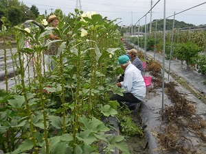 オクラを剪定して収穫している写真2（9月12日）