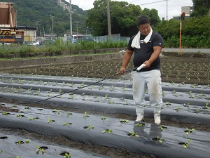 植えた苗に水やりをしている写真（9月12日）