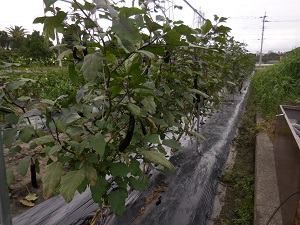 ナスの写真（9月26日）