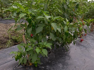 ピーマンの写真（9月26日）