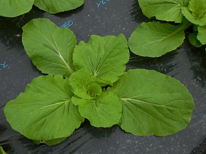 白菜の写真（9月26日）