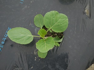 キャベツの写真（9月26日）