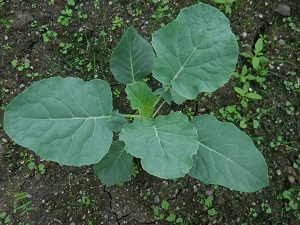 ブロッコリーの写真（9月26日）