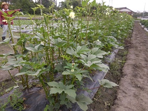 オクラの写真（9月26日）