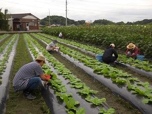 追肥をしている写真1（9月26日）