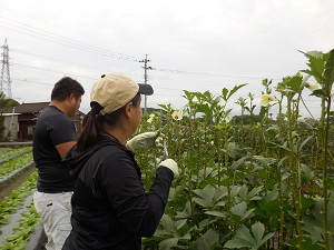 オクラを収穫している写真（9月26日）