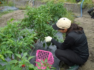 ピーマンを収穫している写真（9月26日）