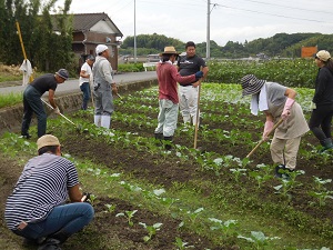 プロッコリーの草取りをしている写真（9月26日）