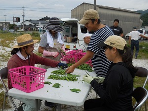 収穫した野菜を分けている写真1（9月26日）