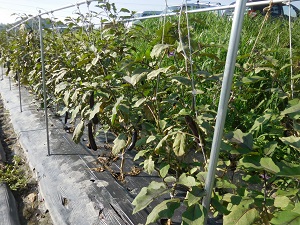 ナスの写真（9月19日）