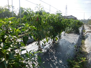 ピーマンの写真（9月19日）