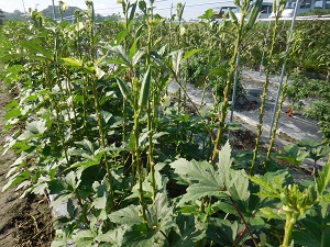 オクラの写真（9月19日）