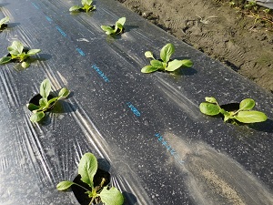 白菜の写真（9月19日）