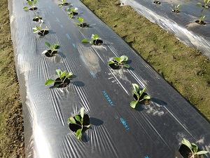 キャベツの写真（9月19日）