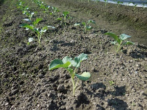 ブロッコリーの写真（9月19日）