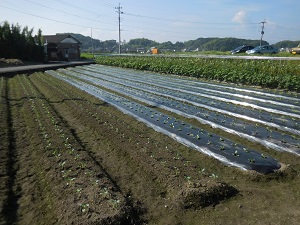 ほ場全景の写真（9月19日）