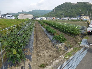 キュウリの支柱を撤去しているの写真（9月19日）