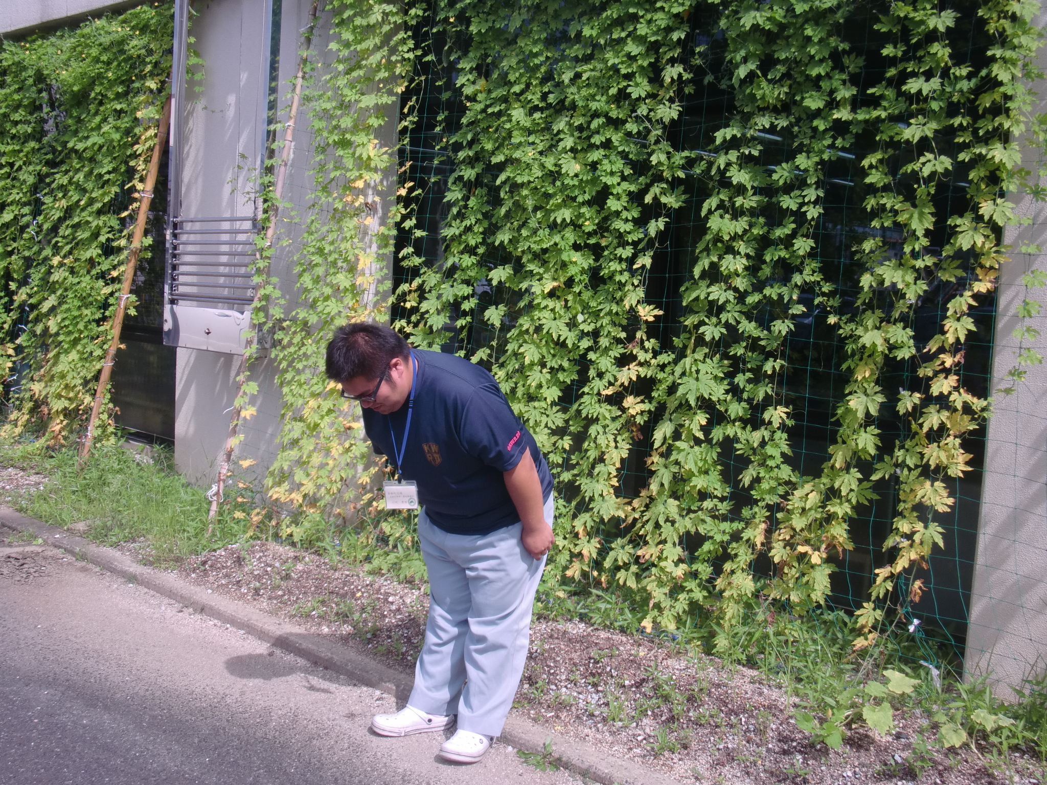 杉ちゃんのマイルドゴーヤ日記 201407