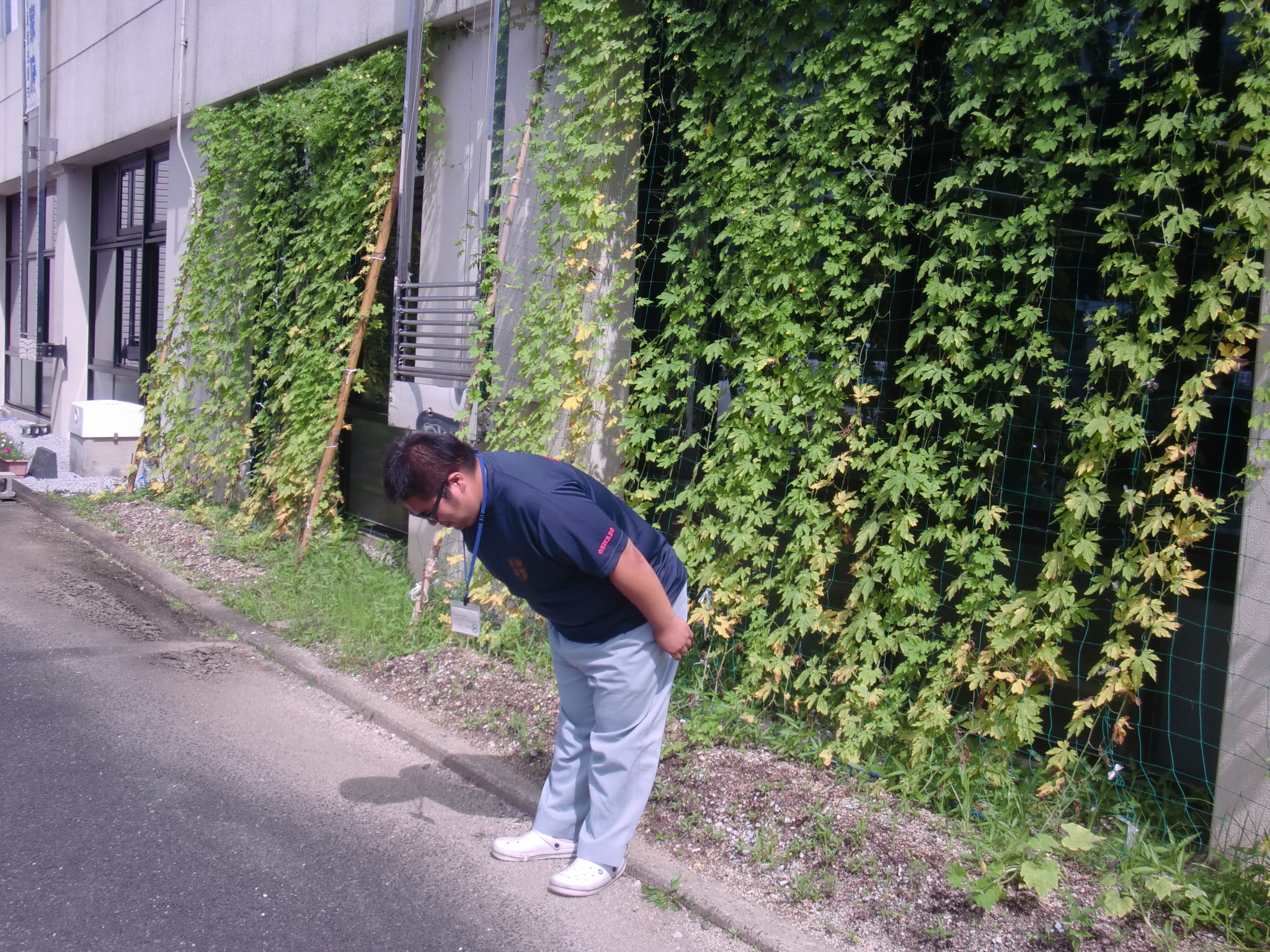 杉ちゃんのマイルドゴーヤ日記 201408